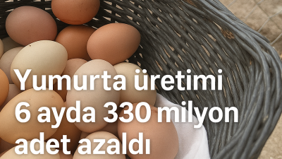 TÜİK'e göre yumurta üretimi geçen yıl kasımdan bu yana sürekli