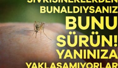 Yaz sıcaklarında ortaya çıkan ve büyük bir rahatsızlığa yol açan