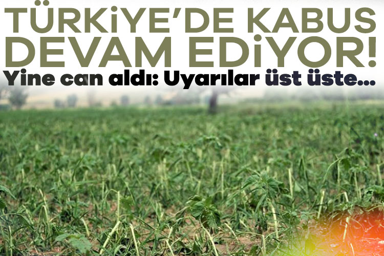 Kent genelinde vücuduna yapışan kene yapışan bir kişi hayatını kaybetti.
