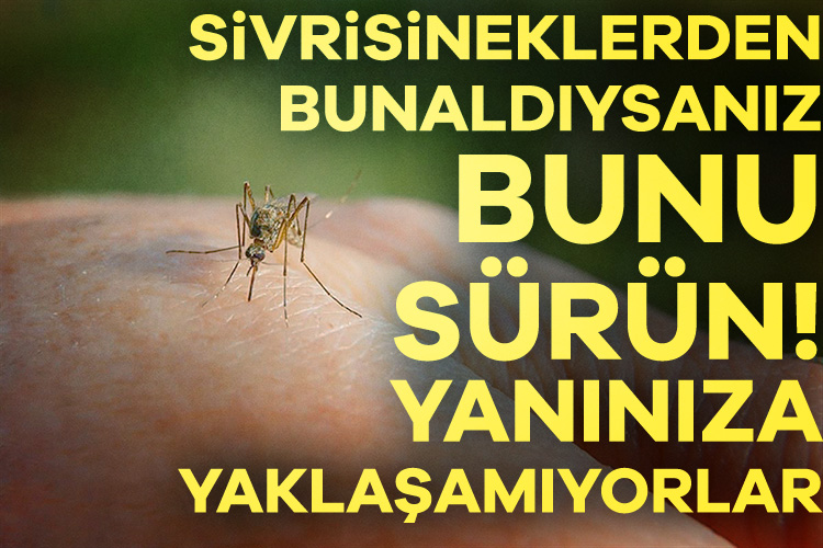 Yaz sıcaklarında ortaya çıkan ve büyük bir rahatsızlığa yol açan