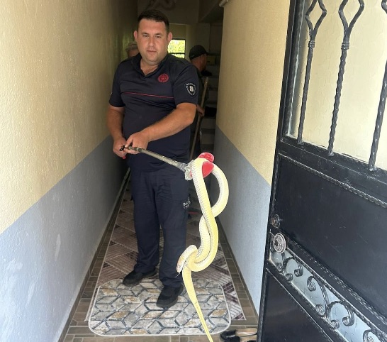 Gönen’de eve giren yılan paniğe neden oldu Balıkesir'in Gönen ilçesi Karşıyaka Mahallesi 4008 Sokak'ta bulunan bir apartman