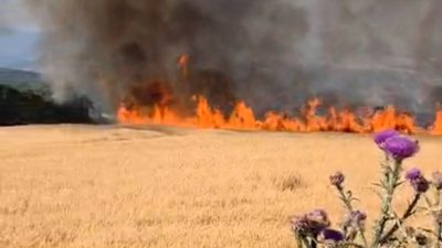 Balıkesir’in Susurluk ile Bandırma ilçeleri arasındaki karayolunda yol kenarında bulunan