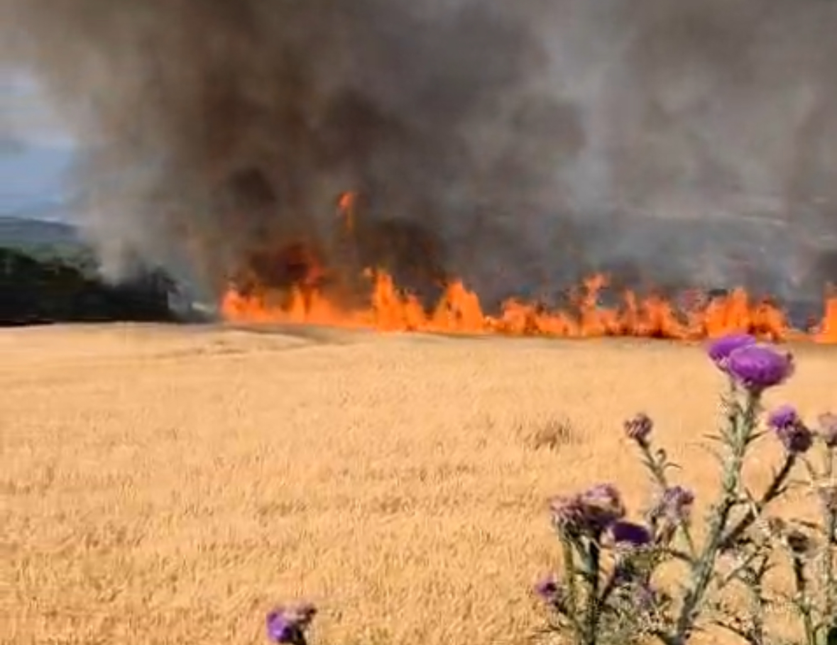 Balıkesir’in Susurluk ile Bandırma ilçeleri arasındaki karayolunda yol kenarında bulunan