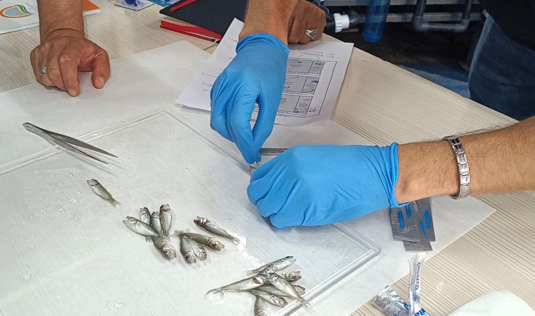 Bandırma’da levrek balıklarında görülen hastalıklara karşı aşı çalışması Bandırma Koyunculuk Araştırma Enstitüsü’nde levrek balıklarında görülen hastalıklara karşı geliştirilen