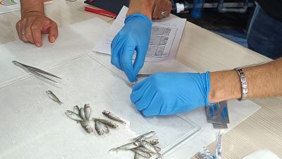 Bandırma Koyunculuk Araştırma Enstitüsü’nde levrek balıklarında görülen hastalıklara karşı geliştirilen