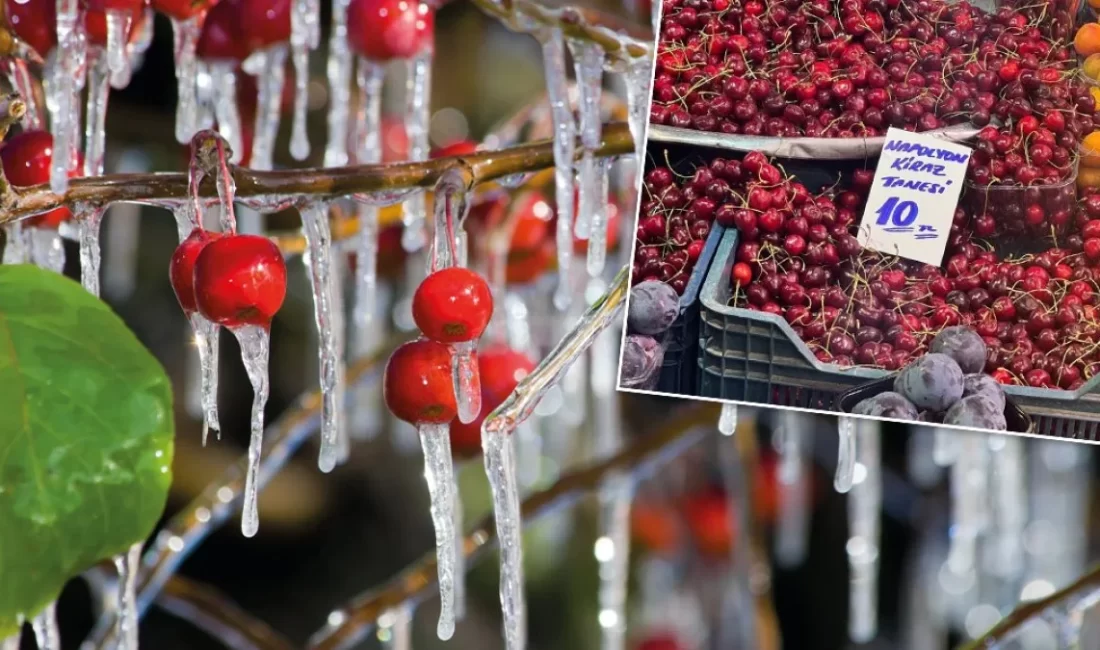 Meyve fiyatları, enflasyon ve zirai donun etkisiyle rekor seviyede: Kirazın kilosu 500, tanesi 10 lira oldu Meyve fiyatları, enflasyon ve zirai donun etkisiyle rekor seviyelere ulaştı;