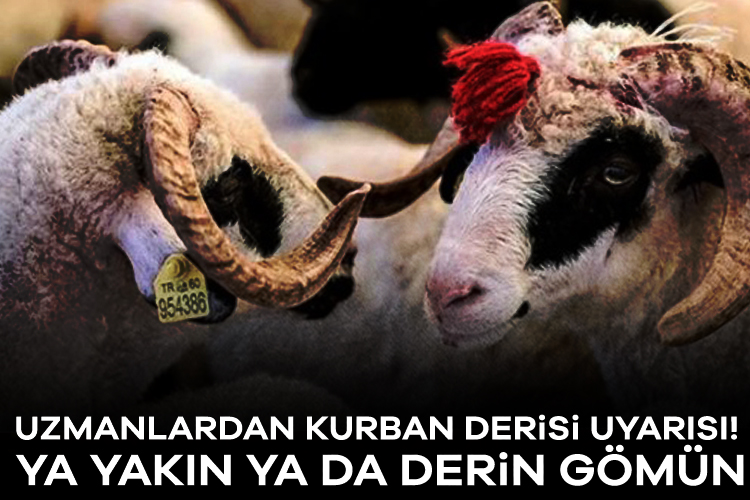 Uzmanlardan kurban derisi uyarısı! Ya yakın ya da derin gömün Yarın Kurban Bayramı'nı birinci günü. Binlerce Müslüman vazifesini yerine getirmek