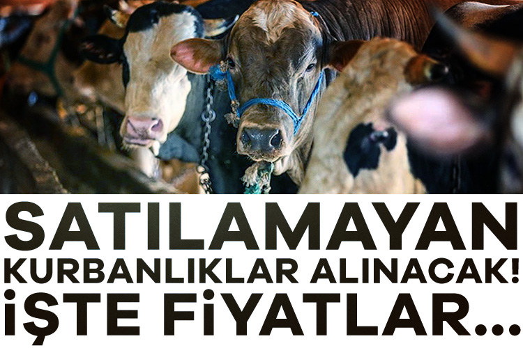 Satılamayan kurbanlar alınacak! İşte fiyatlar… Kurban pazarında, 2025 hem satıcı hem alıcı için zor bir