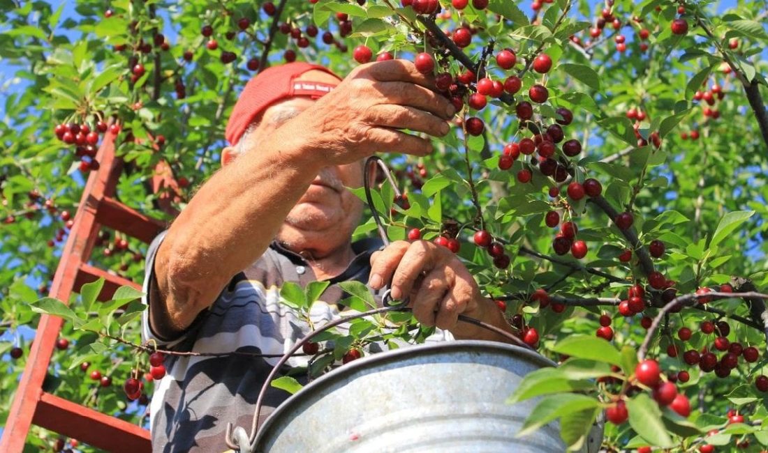 Mart ve nisan aylarında yaşanan zirai don nedeniyle Türkiye’nin kiraz