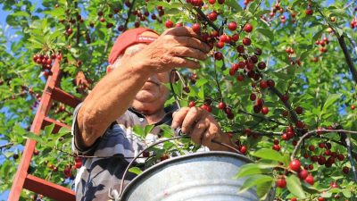 Mart ve nisan aylarında yaşanan zirai don nedeniyle Türkiye’nin kiraz