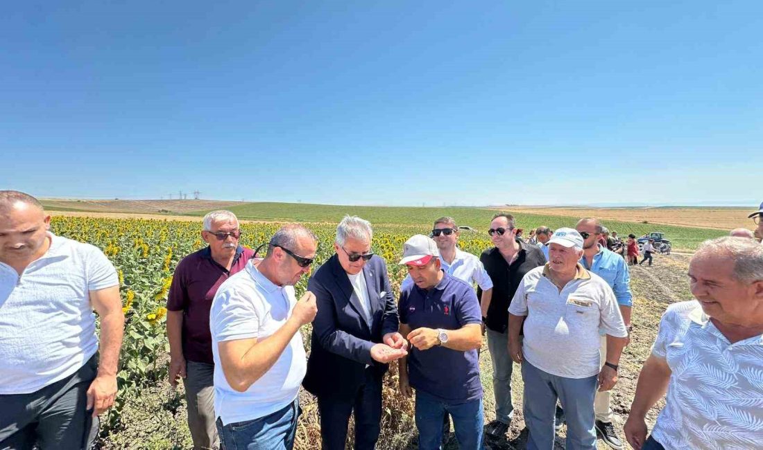 Bandırma’da nohut hasadı şenliği Bandırma Belediyesi’ne ait tarlada düzenlenen nohut hasadı etkinliğinde ekilen nohutlar