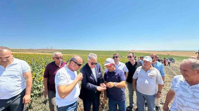 Bandırma Belediyesi’ne ait tarlada düzenlenen nohut hasadı etkinliğinde ekilen nohutlar