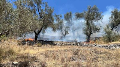 Balıkesir’in Edremit ilçesinde zeytinlik alanda çıkan yangın ekiplerin havadan ve