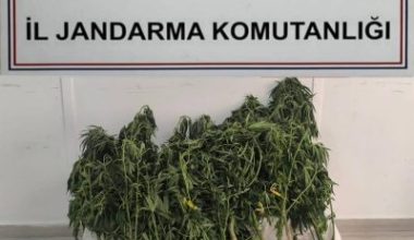 Balıkesir İl Jandarma Komutanlığı ekipleri, 9 ilçede gerçekleştirdiği operasyonlarda 705