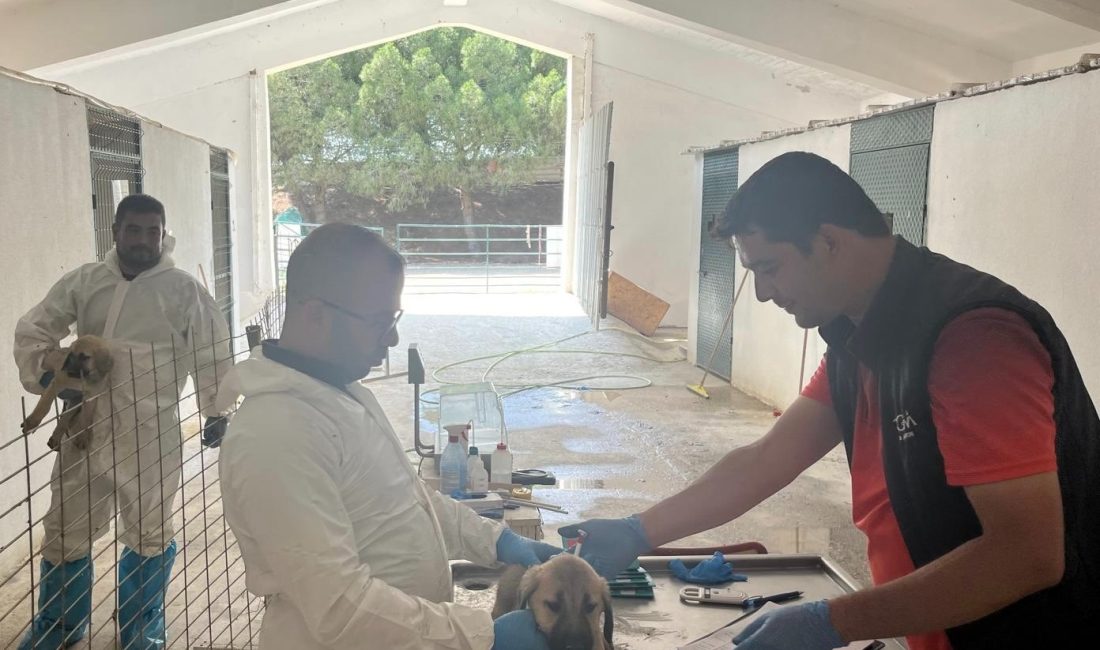 Koyunculuk Araştırma Enstitüsü'nde doğan damızlık çoban köpekleri kayıt altına alındı