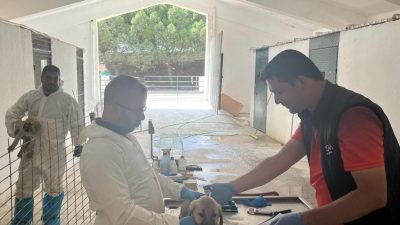 Koyunculuk Araştırma Enstitüsü'nde doğan damızlık çoban köpekleri kayıt altına alındı