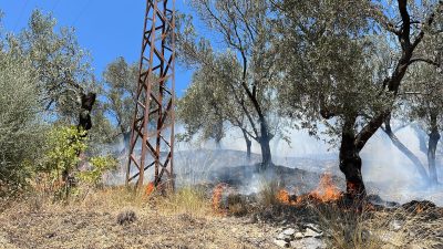 Balıkesir'in Edremit ilçesinde zeytinlik alanda çıkan yangına itfaiye ekipleri ile