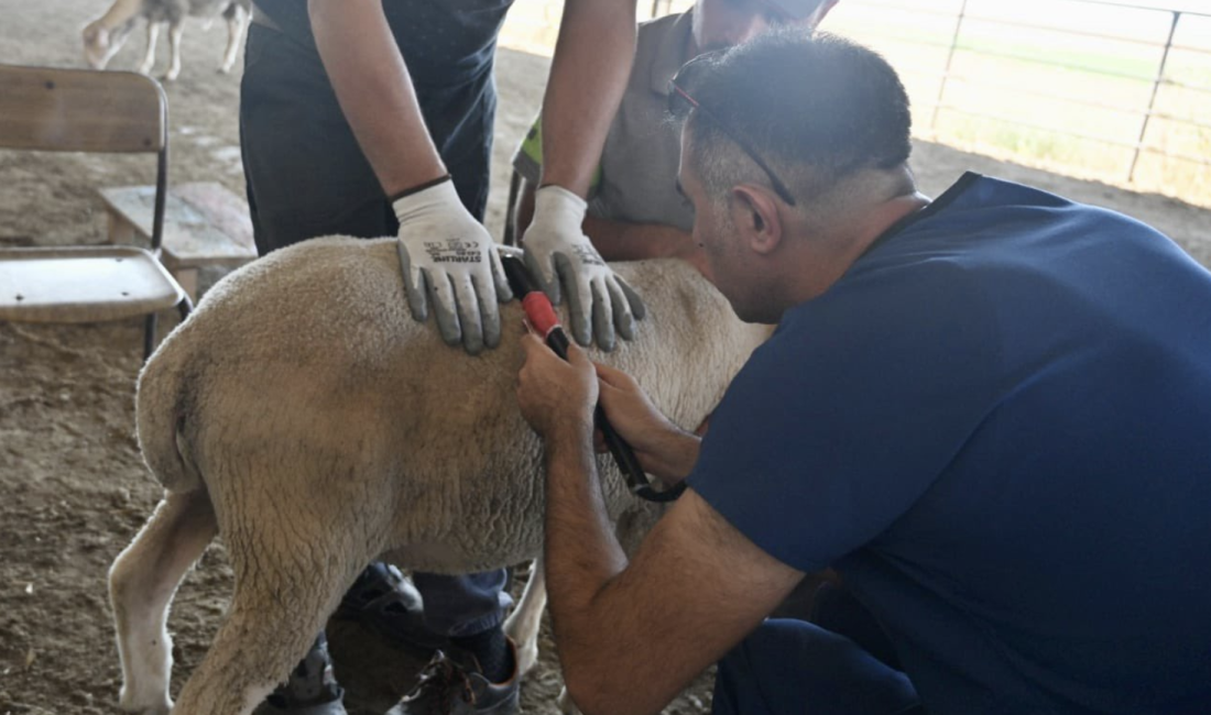 Balıkesir’in Bandırma ilçesinde faaliyet gösteren Koyunculuk Araştırma Enstitüsü Müdürlüğü, Türkiye’nin