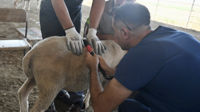 Balıkesir’in Bandırma ilçesinde faaliyet gösteren Koyunculuk Araştırma Enstitüsü Müdürlüğü, Türkiye’nin
