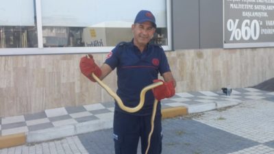 Balıkesir’in Gönen ilçesinde bir aracın motor kısmına giren yılan, paniğe