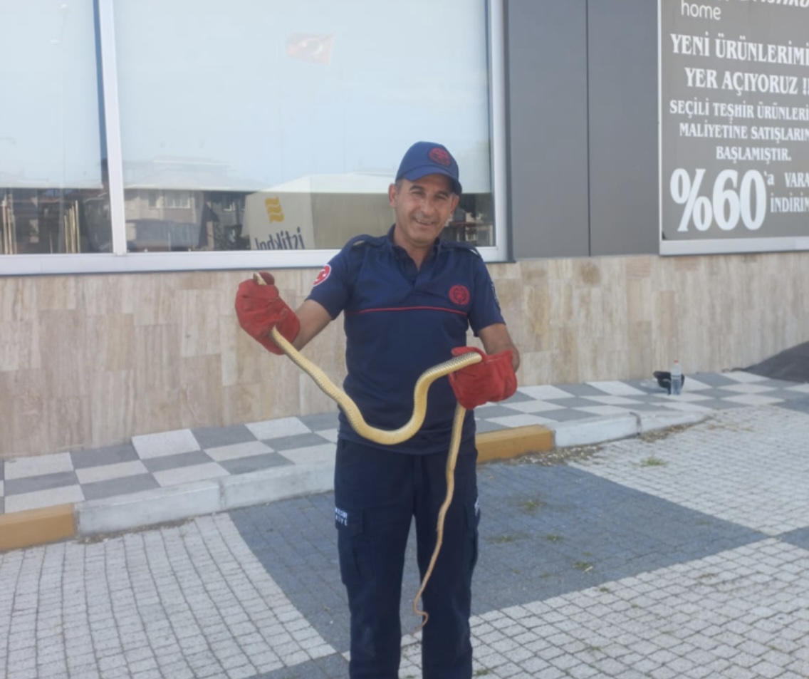 Balıkesir’in Gönen ilçesinde bir aracın motor kısmına giren yılan, paniğe