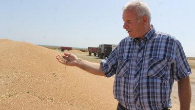 Balıkesir’in Manyas ilçesinde devam eden hububat hasadında verimlilik üreticiyi memnun