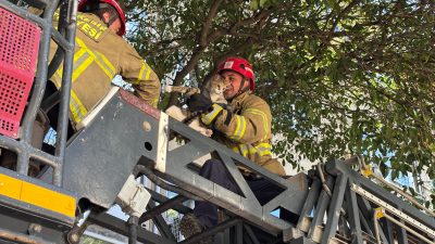 Balıkesir’in Bandırma ilçesinde bir apartmanın balkonunda mahsur kalan kedi, itfaiye
