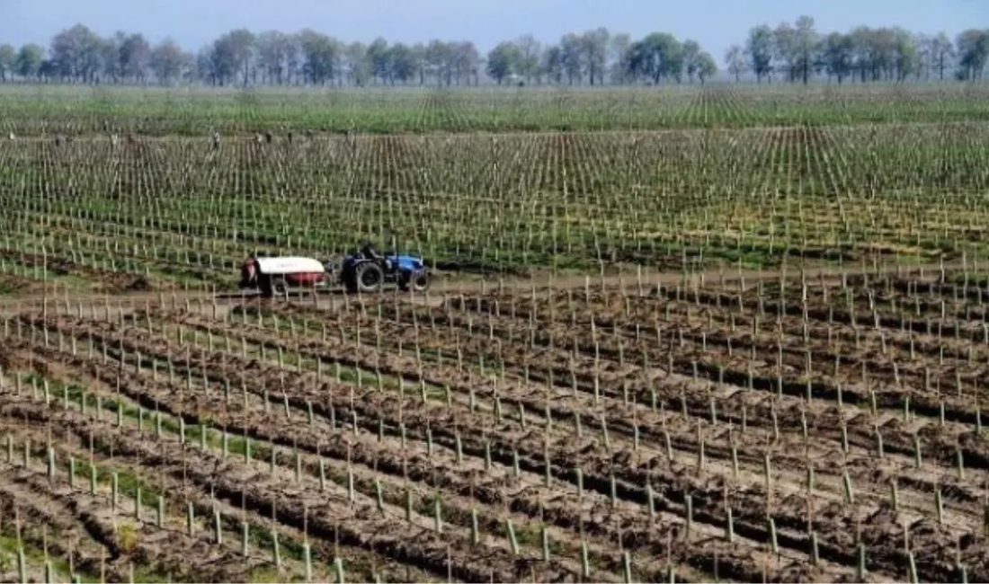 Balıkesir'in Tahirova Sulama Sahası, Balıkesir Sulama Birliği'nin hatalı planlama ve