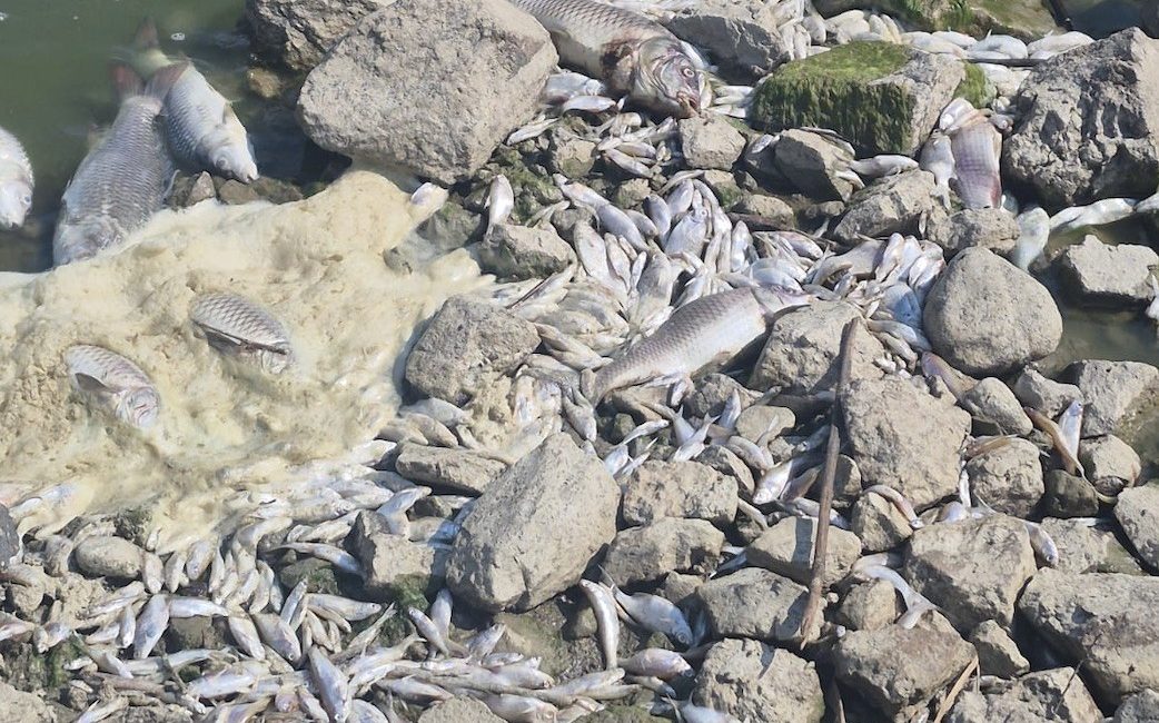 Manyas Gölü’nde toplu balık ölümleri: Kuş Cenneti tehlikede Balıkesir’in Bandırma ilçesi sınırlarında bulunan Manyas Gölü’nde toplu balık ölümleri