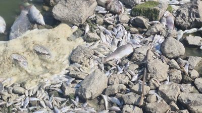 Balıkesir’in Bandırma ilçesi sınırlarında bulunan Manyas Gölü’nde toplu balık ölümleri