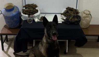 Balıkesir’in Gönen ilçesinde düzenlenen operasyonda esrar, metamfetamin, sentetik ecza hap
