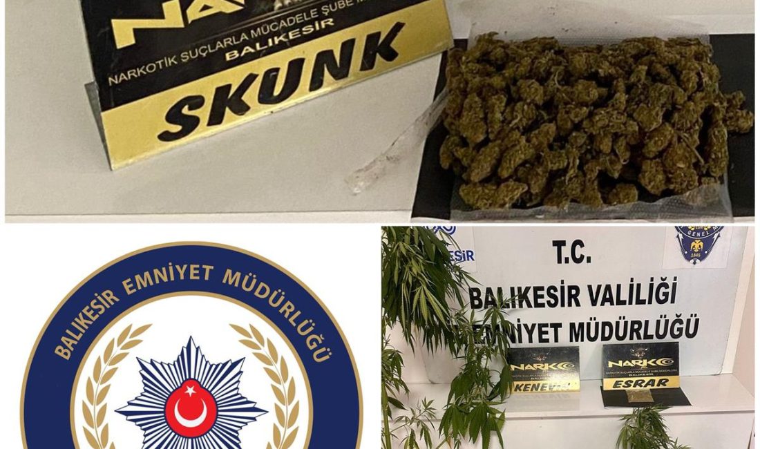 Balıkesir’de düzenlenen operasyonda 249 gram skunk ve 5 kök kenevir