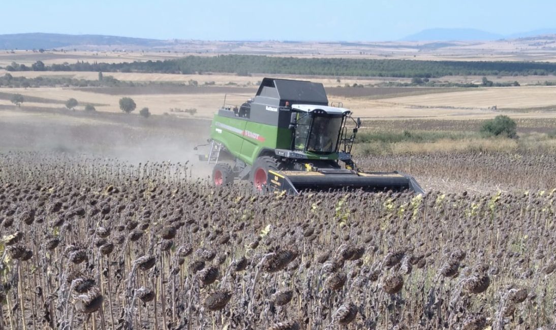 Balıkesir’in Manyas ilçesinde ayçiçeği hasadı başladı. Yaz döneminde yağışların yetersiz