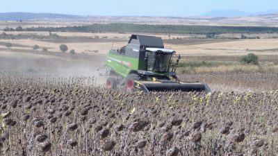 Balıkesir’in Manyas ilçesinde ayçiçeği hasadı başladı. Yaz döneminde yağışların yetersiz