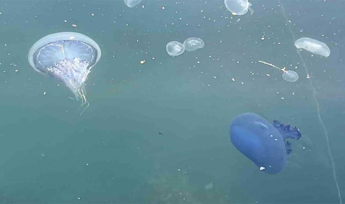 Marmara Denizi’nde balıkçılar, denizanası yoğunluğunun yanı sıra yeniden ortaya çıkan