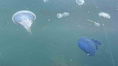 Marmara Denizi’nde balıkçılar, denizanası yoğunluğunun yanı sıra yeniden ortaya çıkan