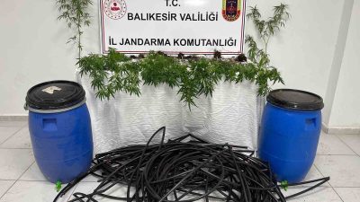 Balıkesir-Erdek Kapıdağ yarımadasında jandarma ekipleri damlama sulama yapılan tarlaya kenevir