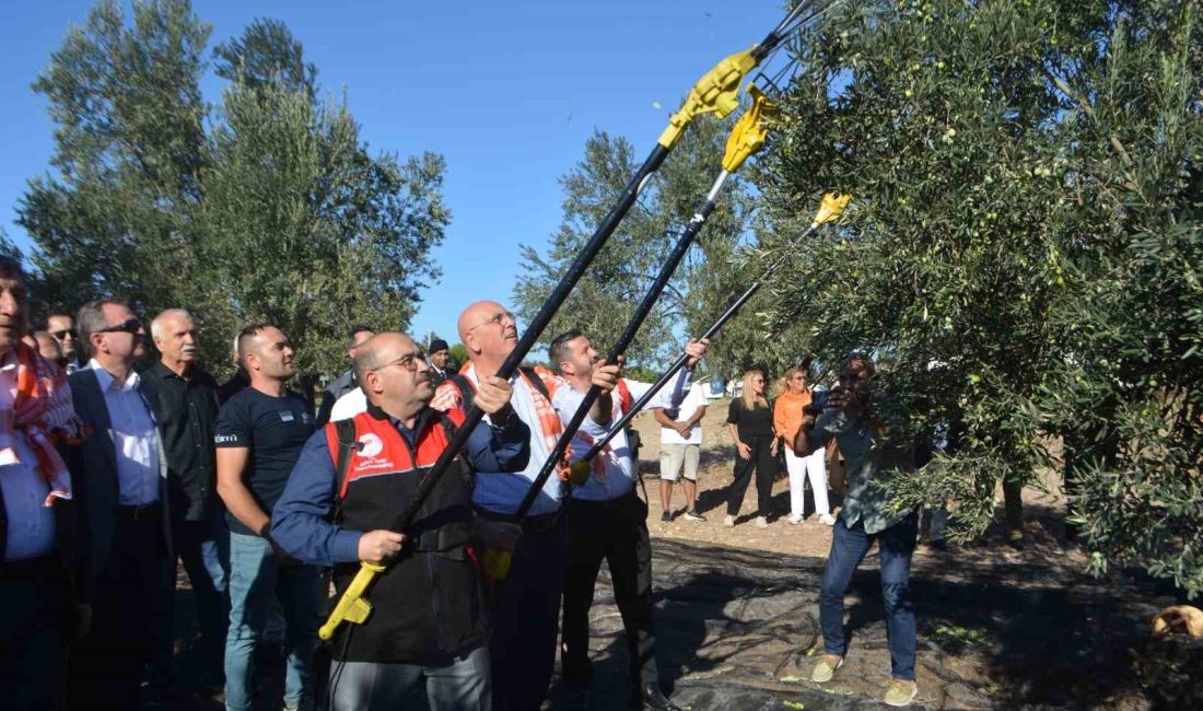 Yılın ilk zeytinyağı üretimi yapıldı Türkiye’nin en önemli zeytin ve zeytinyağı merkezlerinden biri olarak kabul