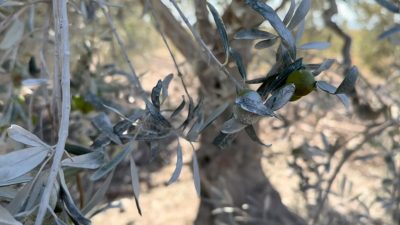 Balıkesir’in Bandırma ilçesine bağlı Yeşilçomlu köyünde yaşayan çiftçiler, Bursa Beton’a