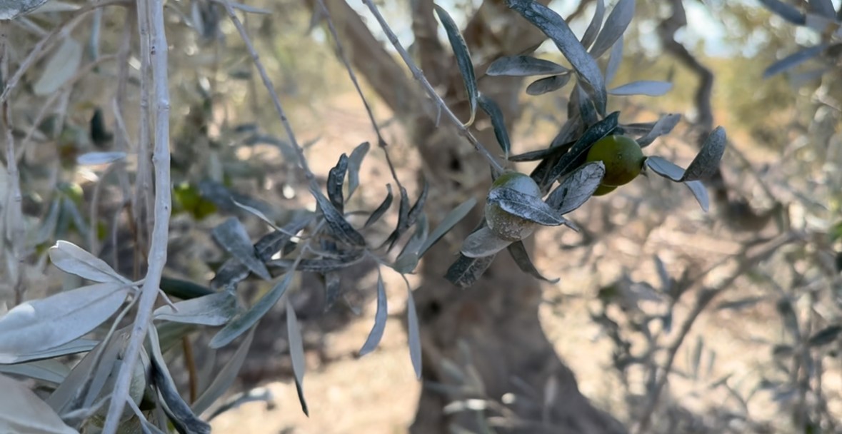Balıkesir’in Bandırma ilçesine bağlı Yeşilçomlu köyünde yaşayan çiftçiler, Bursa Beton’a