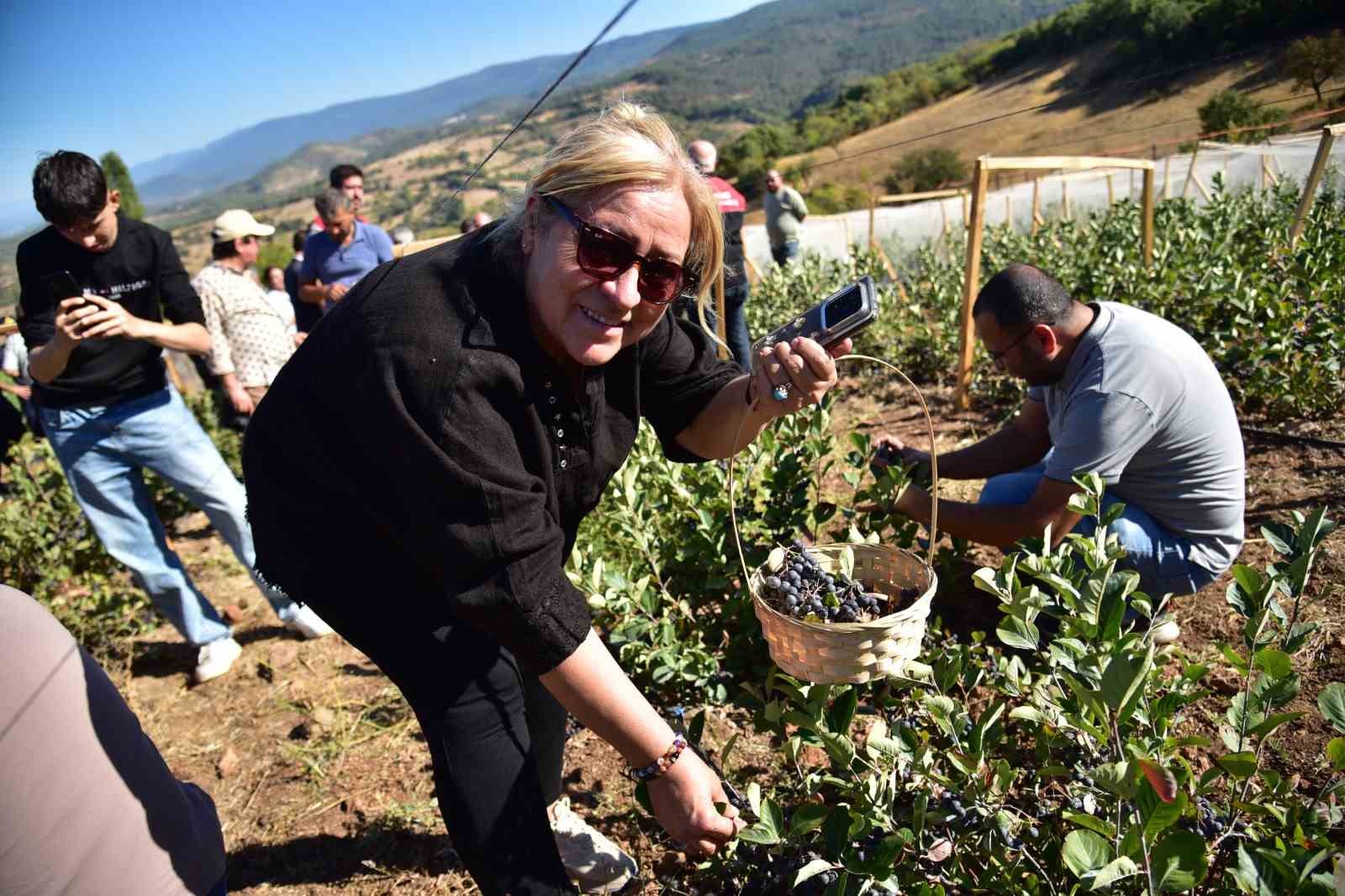 Balıkesir’in Sındırgı ilçesinde Çıkrıkçı Mahallesi’nde bu yıl ikincisi düzenlenen Aronya