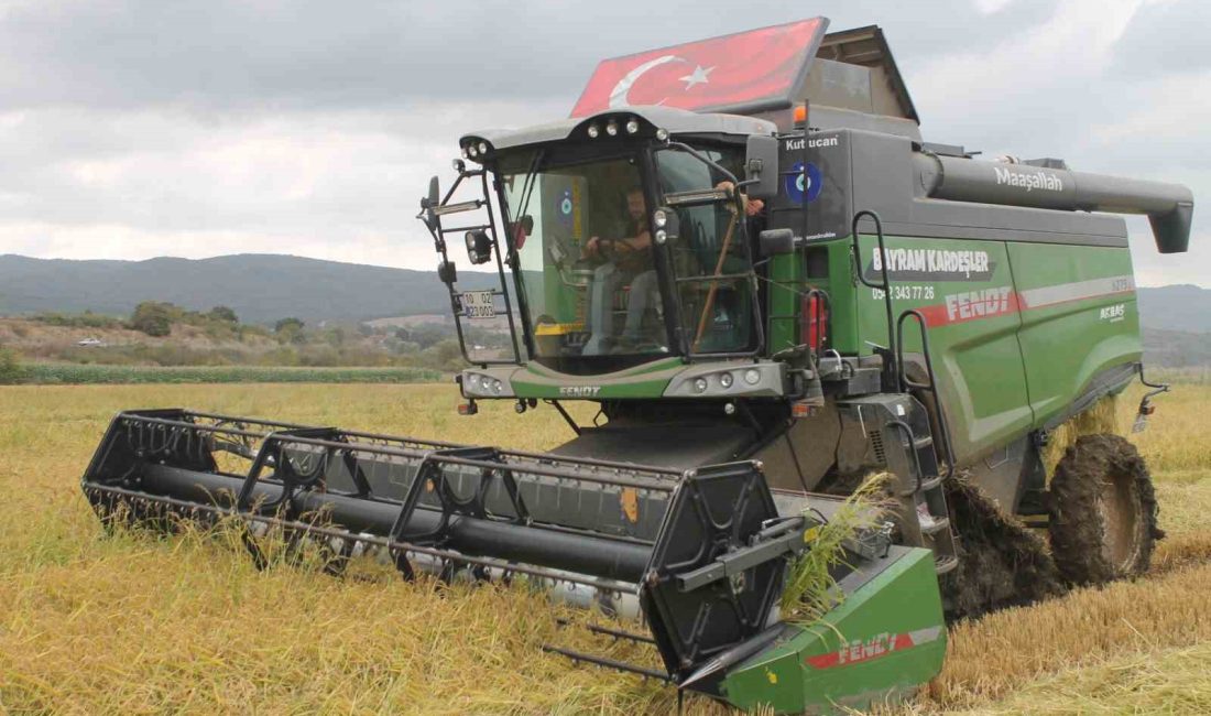 Balıkesir’in Manyas ilçesinde 100 bin dekarlık alanda çeltik hasadı başladı.