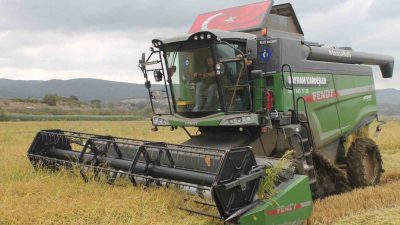 Balıkesir’in Manyas ilçesinde 100 bin dekarlık alanda çeltik hasadı başladı.