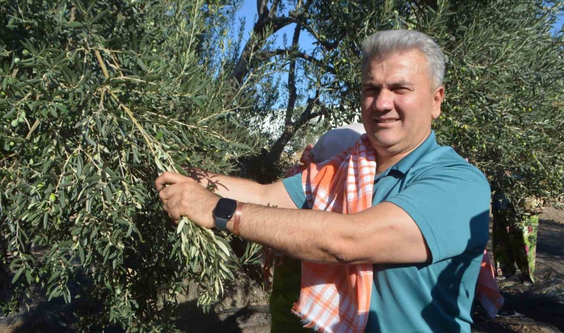 Zeytinyağında AB tescili için çabalar sürüyor Balıkesir’in Ayvalık ilçesinde; yılın ilk zeytin hasadına katılan AK Parti
