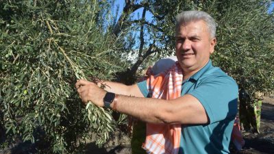 Balıkesir’in Ayvalık ilçesinde; yılın ilk zeytin hasadına katılan AK Parti