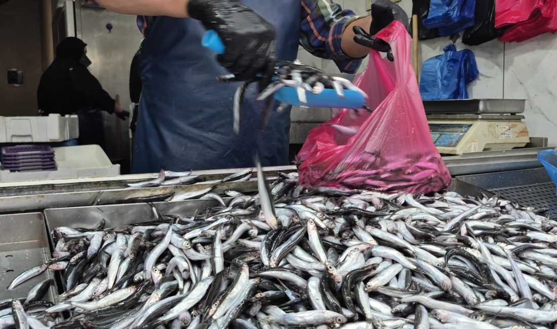 Palamut yok, hamsi bolluğu var Yaz mevsiminde yaşanan aşırı sıcaklar nedeniyle deniz suyunun ısınması, palamut