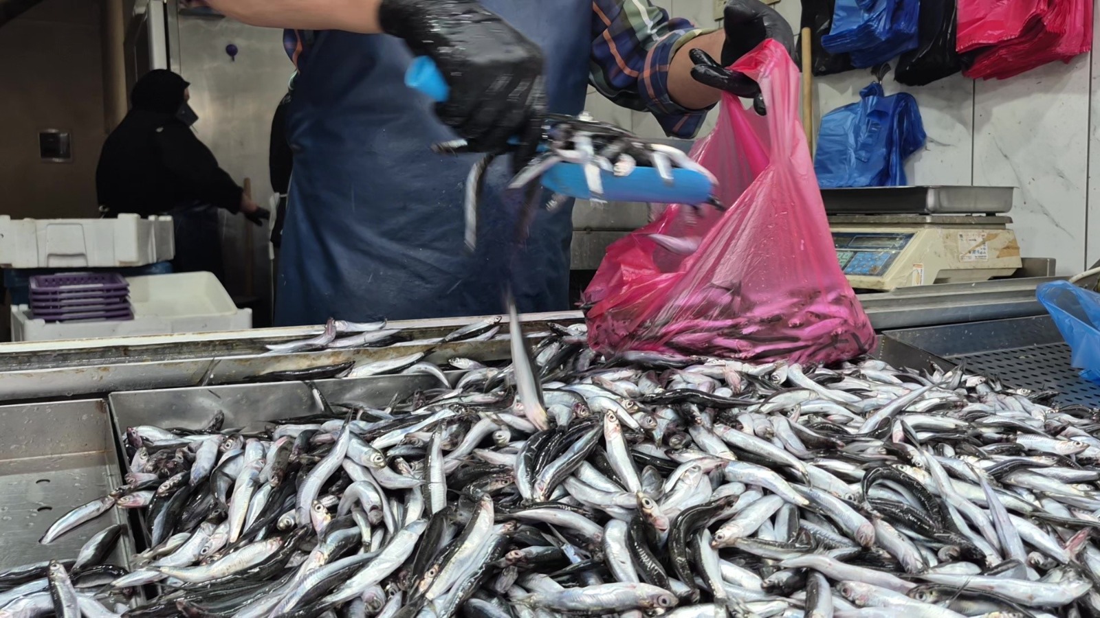 Yaz mevsiminde yaşanan aşırı sıcaklar nedeniyle deniz suyunun ısınması, palamut