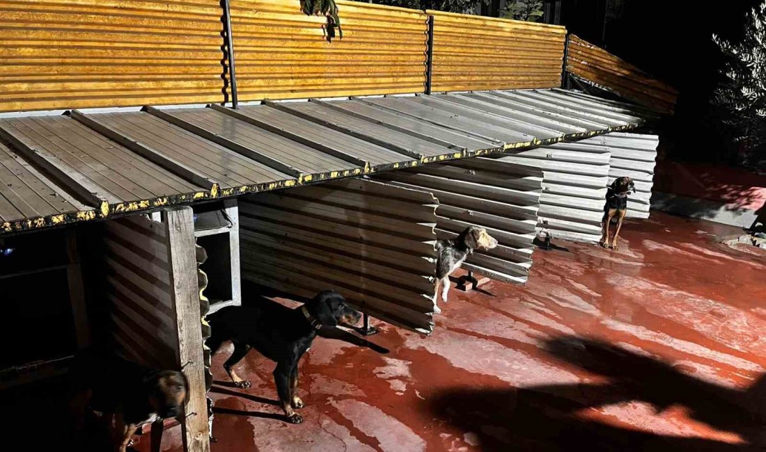 Balıkesir’de köpeklere eziyet eden şahıs hakkında idari işlem başlatıldı.