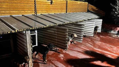 Balıkesir’de köpeklere eziyet eden şahıs hakkında idari işlem başlatıldı.