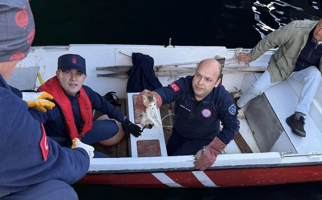 Balıkesir’in Erdek ilçesi Liman mevkisinde denize düşen yavru kedi, itfaiye